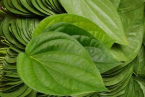 betel leaf benefits