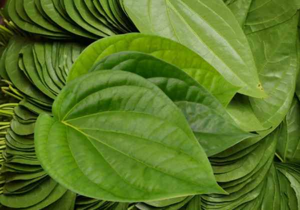 betel leaf benefits