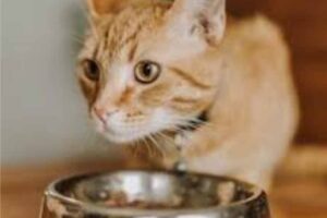 cat uae