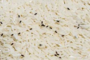 keep insects away from rice