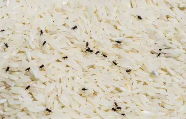 keep insects away from rice