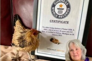 worlds oldest chicken peanut