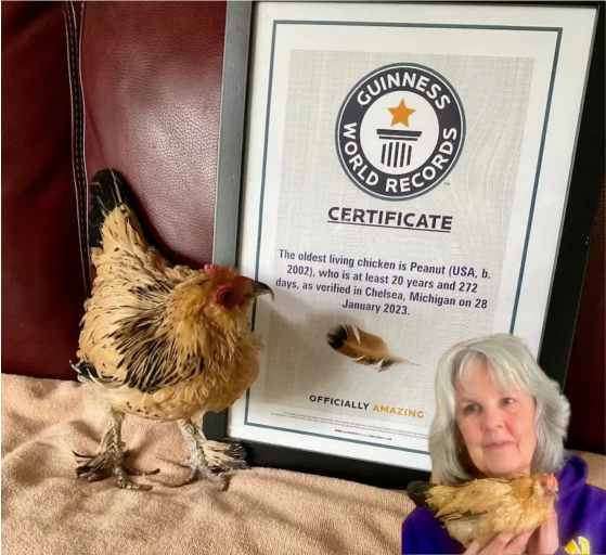 worlds oldest chicken peanut