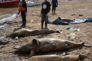 how did 120 dolphins die in the amazon river
