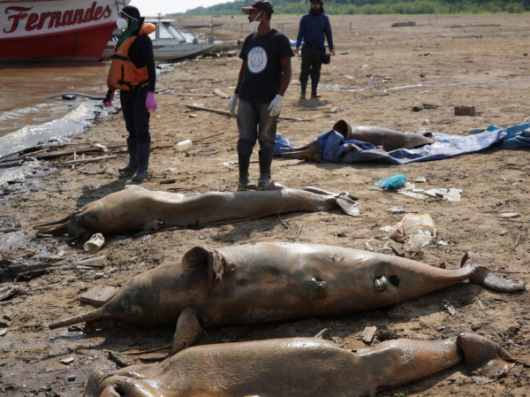 how did 120 dolphins die in the amazon river