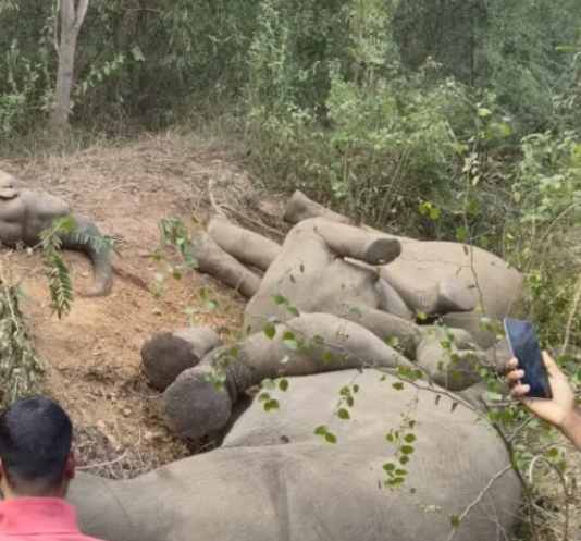 jharkhand five elephants killed by electrocution in singhbhum