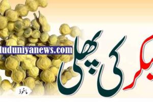 kikar tree seeds
