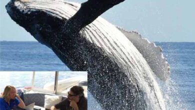 american scientists claim to talk to whales