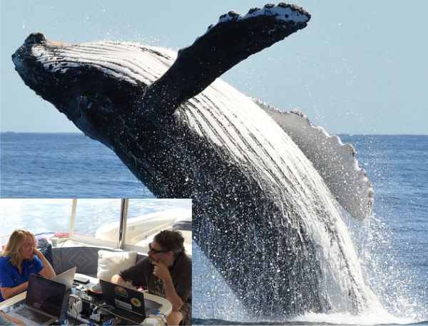 american scientists claim to talk to whales
