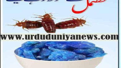 what smell do bugs hate