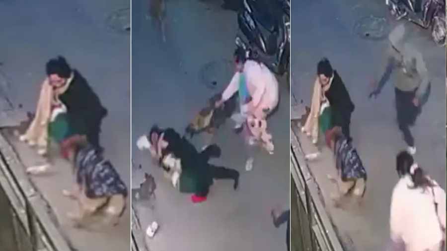 a small child was attacked by dogs in delhi vishwas nagar
