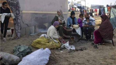 refugees forced to eat tree leaves in rafah tent settlement