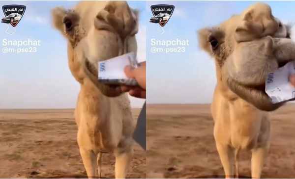 saudi citizen arrested for feeding 500 riyal note to camel as gift for eid