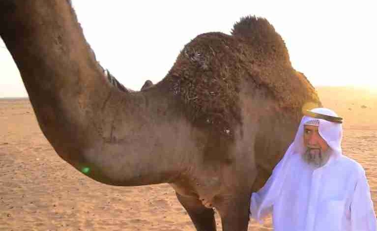 the camel returned to its owner after traveling 550 kilometers