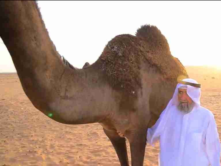 the camel returned to its owner after traveling 550 kilometers