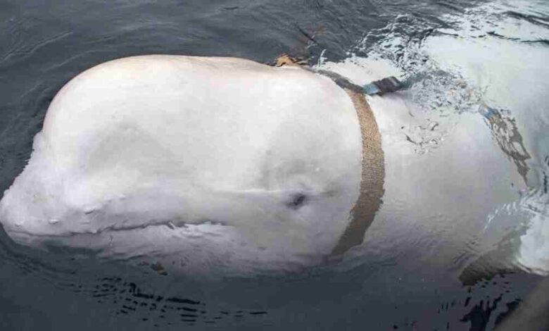 russian spy white beluga whale allegedly shot dead