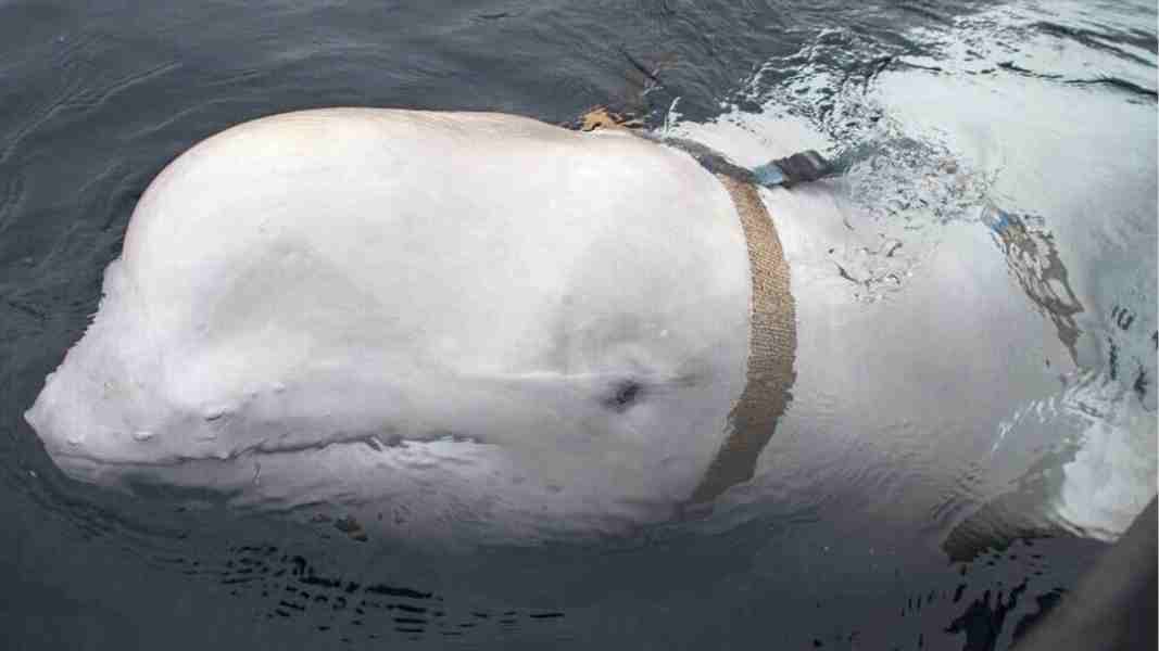 russian spy white beluga whale allegedly shot dead
