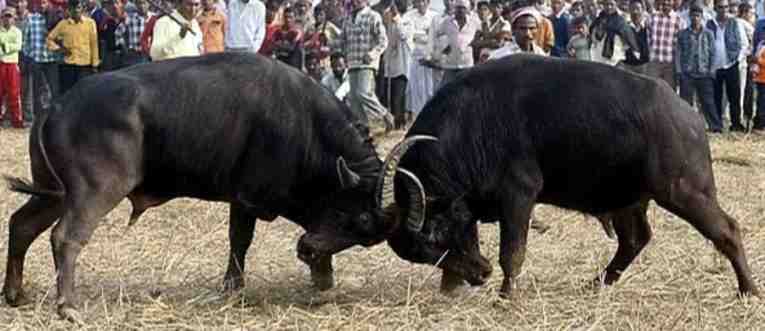 buffalo fighting in assam