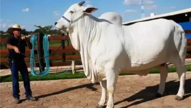 miss south america cow sold in brazil for rs 41 crore