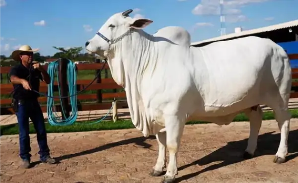 miss south america cow sold in brazil for rs 41 crore