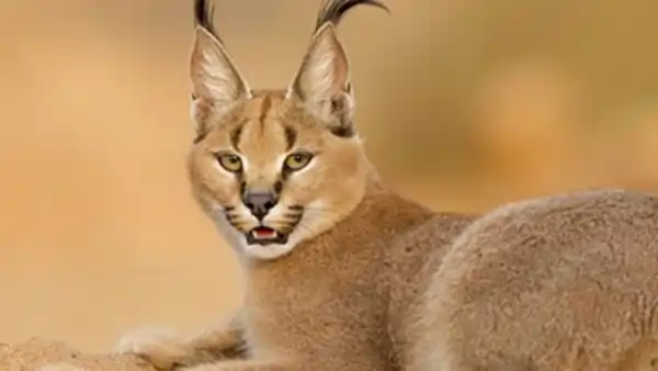 egyptian lynx attacks israeli soldiers border infiltration
