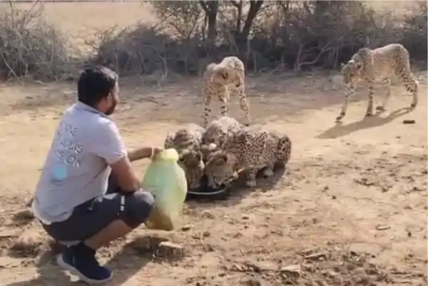 driver suspended for giving water to cheetahs kuno madhya pradesh