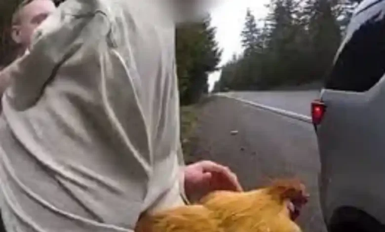 "A 50-year-old man from Washington holding a chicken named Polly after stealing it from his ex-girlfriend; a bizarre and funny incident reported in Kitsap County."