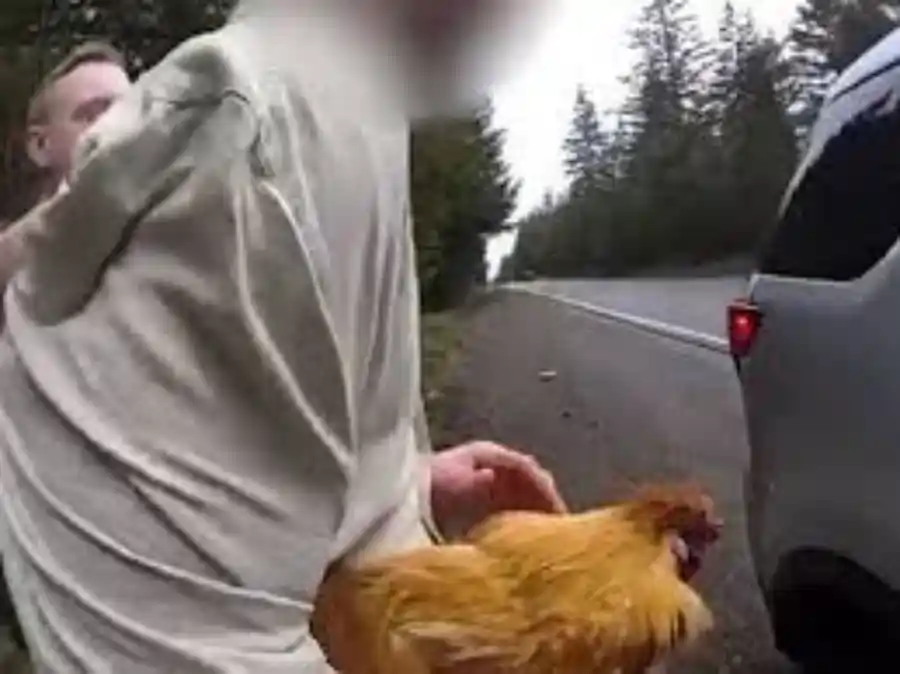 "A 50-year-old man from Washington holding a chicken named Polly after stealing it from his ex-girlfriend; a bizarre and funny incident reported in Kitsap County."