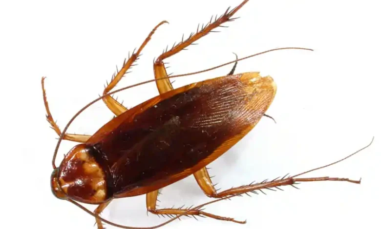 get rid of cockroaches