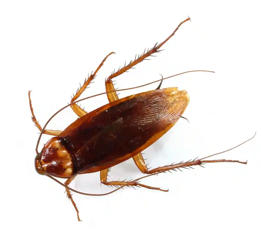 get rid of cockroaches