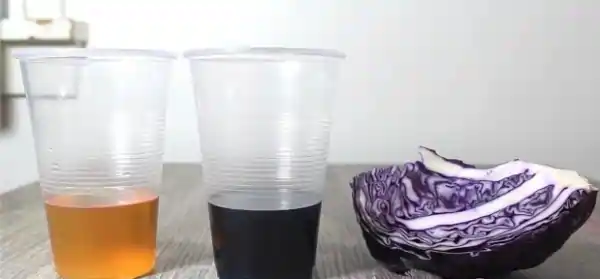 cabbage gender test viral trend