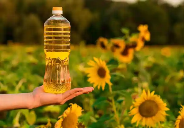 sunflower canola oil health benefits or risks