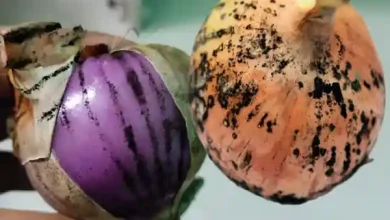 black mold on onion