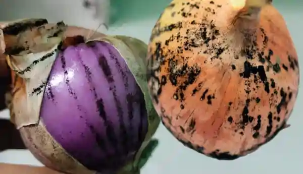 black mold on onion