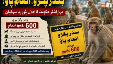 maharashtra monkey reward scheme