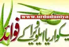 aloe vera health benefits urdu
