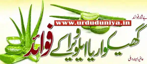 aloe vera health benefits urdu