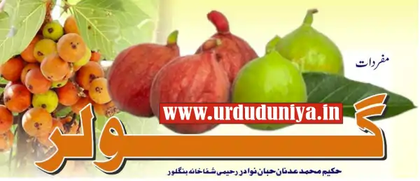 gular fruit health benefits