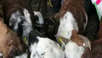 mumbai qurbani row