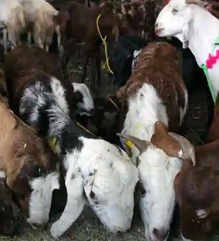 mumbai qurbani row