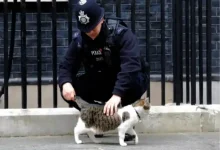 larry the cat downing street 15 years