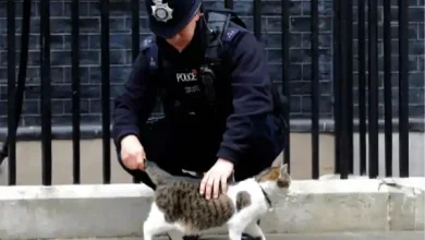 larry the cat downing street 15 years