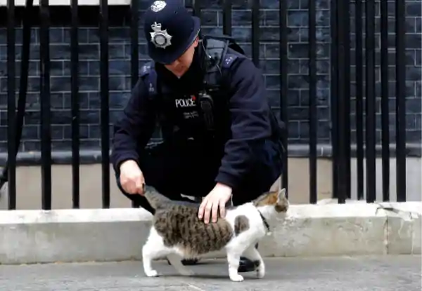 larry the cat downing street 15 years
