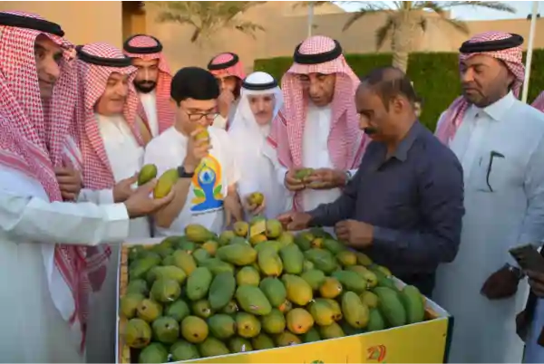 india consulate jeddah yoga mango festival 2026