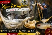swiftlet bird nest white gold