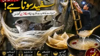 swiftlet bird nest white gold