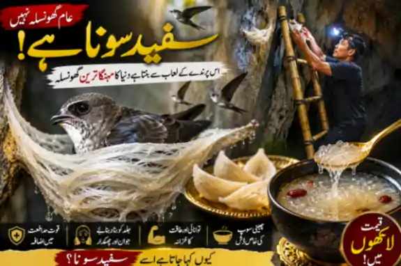 swiftlet bird nest white gold