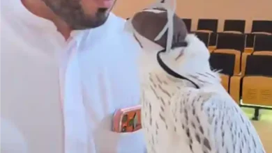 abu dhabi super white falcon auction