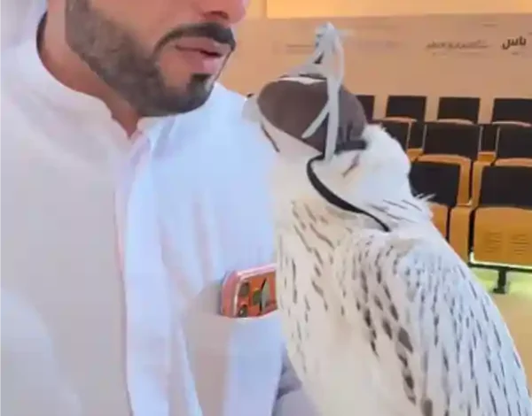 abu dhabi super white falcon auction
