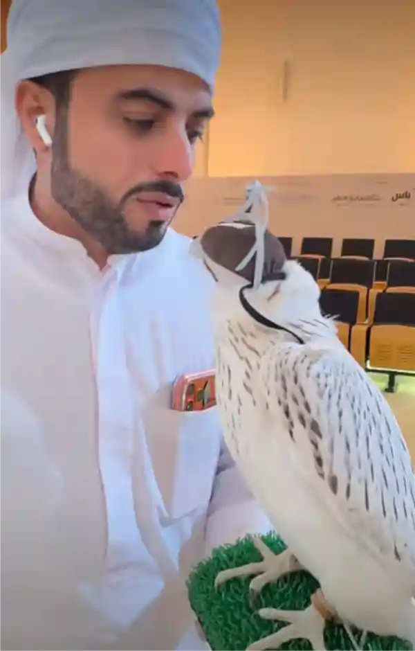 abu dhabi super white falcon auction